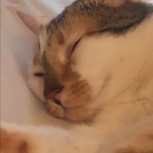 Meet your Posher, Saane